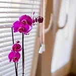 Apartment In Vrbnik/Insel Krk 36770
