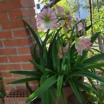 Apartmani Lucia