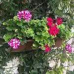 Mimoza2