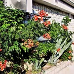 Apartment La Dostana 1