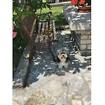 Holiday Apartment In Punat With Swimming Pool