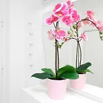 Bellevue Apartment