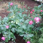 Apartman Laurus Malinska